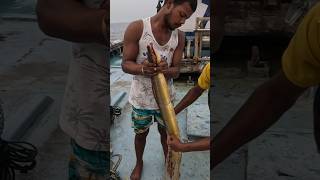 समुद्राच्या तळात जाळी लावून पकडली पिवळी वाम Deep sea VAM fishing vam boat fishing india [upl. by Dirrej]