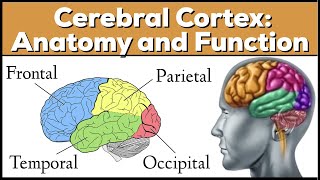 Lobes of the Brain Cerebrum Anatomy and Function Cerebral Cortex [upl. by Fritze706]