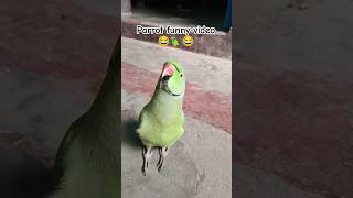 Funny parrot video 😂🦜😱shorts funnyparrot funnyvideo funny funnycomedy mithubeta viralvideo [upl. by Vergil]