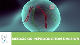 MEIOSIS OR REPRODUCTION DIVISION  PART 02 [upl. by Sunil135]