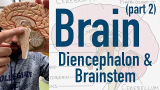 Brain Diencephalon and Brainstem [upl. by Mirabella233]