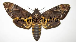 How to Pronounce Acherontia [upl. by Brunk]