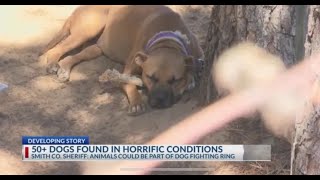 50 dogs Seized in Smith County Dog Fighting Raid dog dogtraining [upl. by Nnylf]