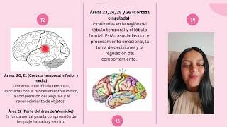 Corteza cerebral y áreas de Brodmann [upl. by Duncan]