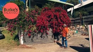 Burkes Backyard How to Keep A Bougainvillea Flowering [upl. by Einner231]