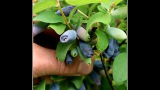 Are Honeyberries Even Worth Growing [upl. by Ahael]