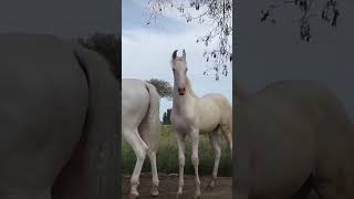 horse horselover horseriding horseracing indianhorse horserace trending horseing subscribe [upl. by Colin]