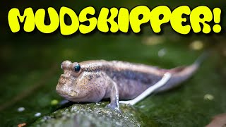 Mudskipper Care Guide [upl. by Ytsur]