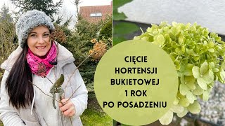 Cięcie hortensji bukietowej pierwszy rok po posadzeniu Jak ciąć młode hortensje bukietowe [upl. by Eecal]