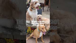 The Video VS The Shot  Dog Training Version with Bo Buster amp Ginger [upl. by Westland]