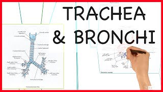 TRACHEA AND BRONCHI  ANATOMY SERIES [upl. by Nesmat252]