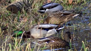 Mallard ducks feeding sounds [upl. by Guria]