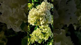 Four Bougainvillea Varieties Arranged in a Half Wine Barrel [upl. by Flan299]