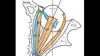 Extraocular muscles tutorial [upl. by Beutner110]