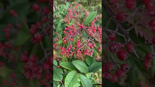 Cotoneaster coriaceus☘️wildberries nature naturelovers beautiful berries shorts shortsfeed [upl. by Etteiram]