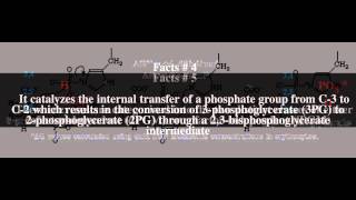 Phosphoglycerate mutase Top  7 Facts [upl. by Silvanus275]