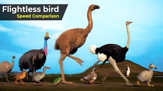 Flightless Birds Speed Comparison  Speed Comparison Birds  extinct Birds  Prehistorical birds [upl. by Hagar]