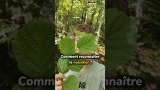 Comment reconnaître le noisetier 🌳noisetier arbres forêt naturecomestible plantessauvages [upl. by Malone]