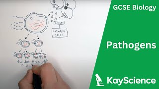 Pathogens Bacteria Viruses Fungi amp Protists  GCSE Biology  Kaysciencecom [upl. by Ingrim]