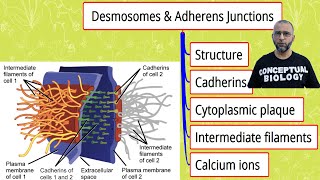 Desmosomes amp Adherens junction with Dr Sohail Jamil Qureshi l MDCAT Biology l AP Biology [upl. by Iohk]