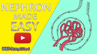 NEPHRON Structure amp Function Made Easy  Human Excretory System Simple Explanation [upl. by Dorehs]