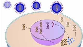 The Viral Life Cycle [upl. by Shermy]