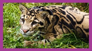 Clouded Leopard [upl. by Sanfourd318]