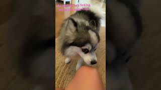 So cuteAnnaliese duet funny memes kamalaharris news comedy remix donaldtrump viralsounds [upl. by Klarrisa]