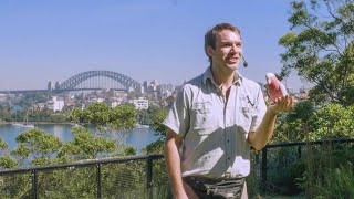 Free Flight Birds at Taronga Zoo Sydney [upl. by Chevy]