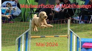 Agility Maulwurfscup im Mai 2024 [upl. by Anallise]