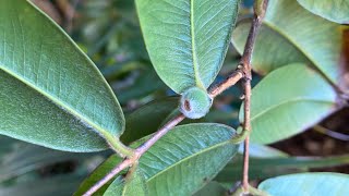 My first yellow jaboticaba fruit set Perth [upl. by Latimer]