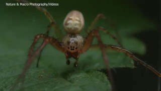 Mating of the Lesser Garden Spider Metellina segmentata [upl. by Anirb]