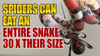 Spider Eats An Entire Snake 30 Times Its Size [upl. by Nohsav908]