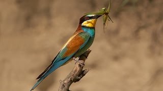 Merops apiaster European beeeaterbee eater bird [upl. by Gove710]