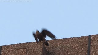 Peregrine Falcon watches over Yonge and Eglinton Toronto Aug 04 14 [upl. by Cardinal265]