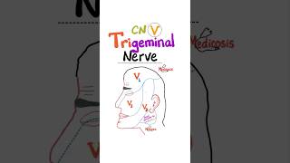 Trigeminal Nerve  5th Cranial Nerve CN V  Neuroanatomy anatomy physiology biology science [upl. by Amy]