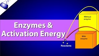 Enzymes and Activation Energy [upl. by Mcgregor]