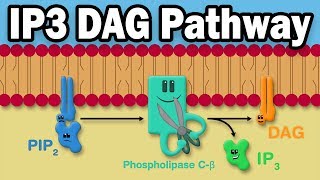 IP3 DAG Calcium Pathway [upl. by Ynnavoeg]