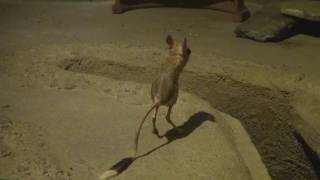 跳ね回るミユビトビネズミ Jerboa 東山動物園 [upl. by Mcdade]