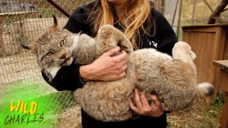 Canadian Lynx [upl. by Aronek163]