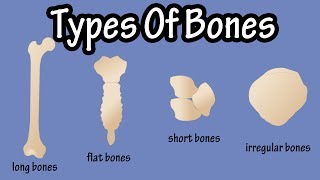 Types Of Bones In The Human Body  Long Bones  Short Bones  Flat Bones  Irregular Bones [upl. by Ecirtam]