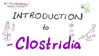 Introduction to Clostridia Clostridium tetani botulinum perfringens difficile  Microbiology 🧫 [upl. by Mirella]