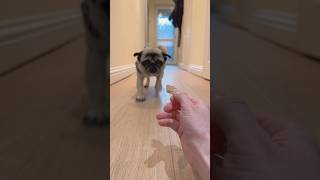 Spinning Barking Pug 🤣 dogshorts shorts [upl. by Mcnully]