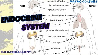 Endocrine System  Matric amp Olevels  biology [upl. by Conti395]