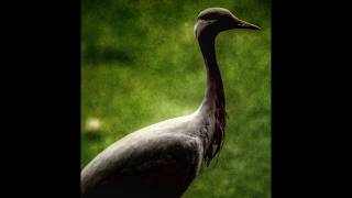 Demoiselle Crane Bird Photography shorts photography tricks trend birds birdphotography [upl. by Helfant]