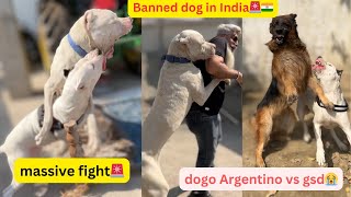 Dogo Argentino fight🚨our dogs are banned by government🇮🇳meetingrowdyrotts8032❤️ [upl. by Noleta854]