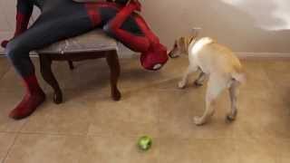 Spider Dog And Spiderman Andrawiz [upl. by Fiske]