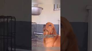 Pregnant dog almost sold shortvideo animals rescue animal dog cubs shorts [upl. by Solange412]