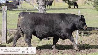 Lot 36 DFT23U55 Sugarloaf Angus 2024 [upl. by Darwin219]