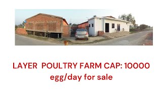 LAYER POULTRY FARM FOR SALE CAPACITY 10000 EGGDAY [upl. by Perl]